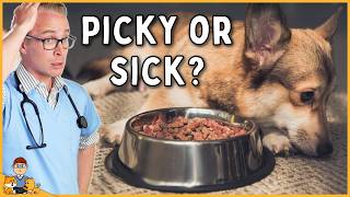 Dog won't eat - what would a vet do?