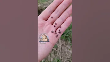 Друзья ждут обнимашек! Клещи в поле - дикая природа прекрасна и удивительна. Смоленская область