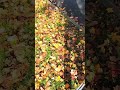 I Litter-Picked Our Entire Block #cleanerbrum #litterpicking #keepbritaintidy #birminghamuk