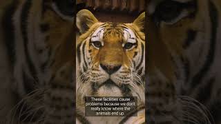 Tiger Tajmir gets his first visit! | FOUR PAWS