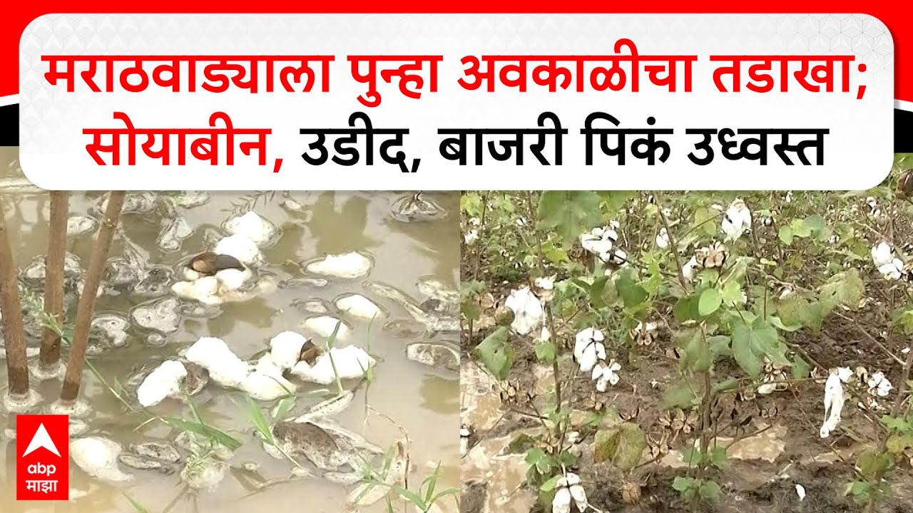 Marathwada Rain Loss : मराठवाड्याला पुन्हा अवकाळीचा तडाखा; सोयाबीन, उडीद, बाजरी पिकं उध्वस्त