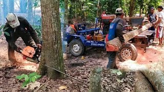 nebang mahoni langsung di rajang buat balok bahan kandang