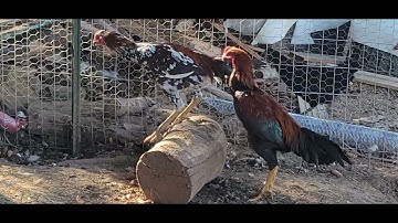 QAIB EJ COV TUB Nyiam nug tau nawb! 10/20/2022