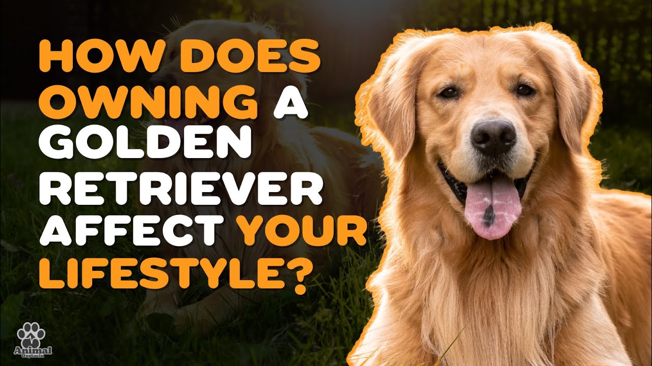 Advantages And Disadvantages Of Owning A Golden Retriever - Youtube