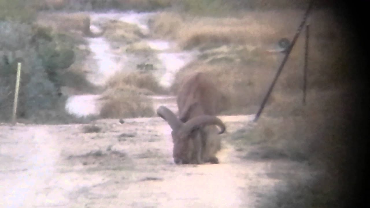 Aoudad (Barbary Sheep) Exotic at Cascabel Ranch in Roma, Texas - YouTube