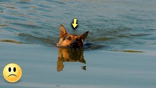 Köpek Artık Gücü Kalmamıştı, Bir Taşa Bağlanmış Ve Suya Atılmıştı