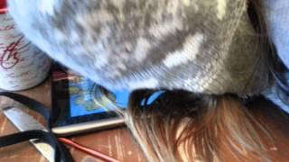 Cookie Clicker Addiction