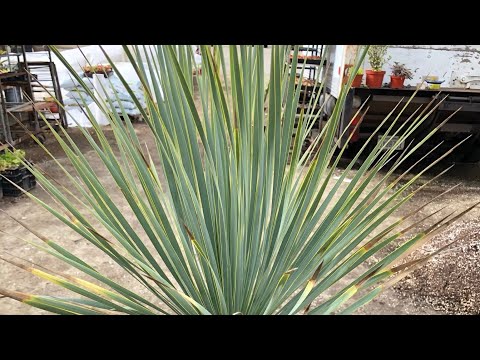 Video: Cara Transplantasi Yucca