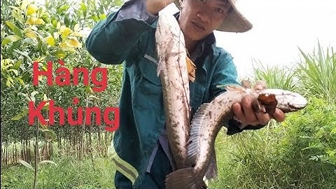 Đi Thăm Câu Cắm Cá Lóc Điểm Củ Lại Dính Hàng Khủng - How to ban snakehead fishing with lizard bait !