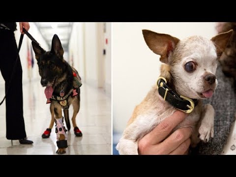 Video: Onorare gli eroi canini dell'ATF