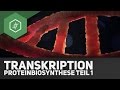 Die transkription  proteinbiosynthese teil 1