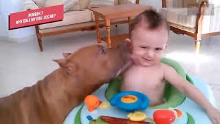 Everything about dogs - Top 10 Questions and Answers about Dogs - The Animal Planet