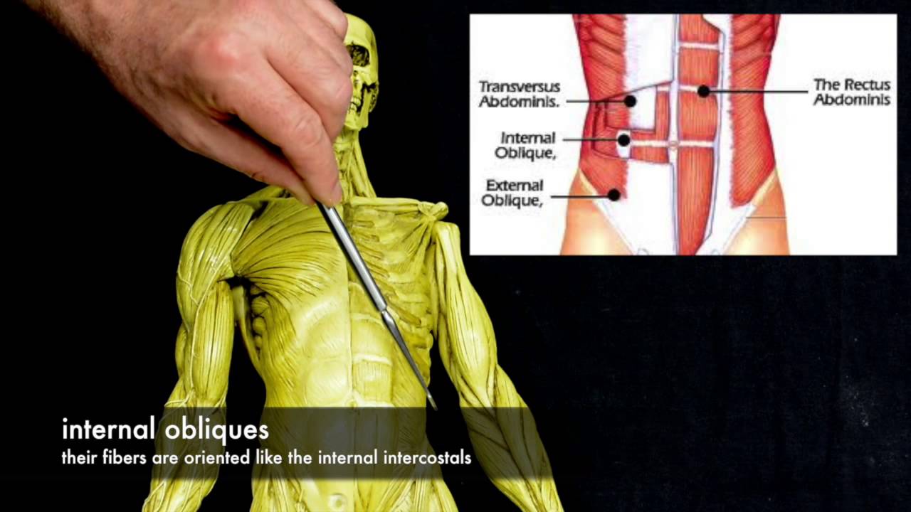 Muscles Of The Torso Youtube