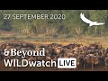 WILDwatch Live | 27 September 2020 | Morning Safari | Africa