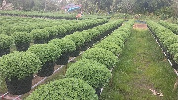 Ngắt cơi cuối cho Cúc mâm xôi, Chia sẻ của Chú về đi phân sau ngắt đọt (4/9al) #cucmamxoi #nhavuon