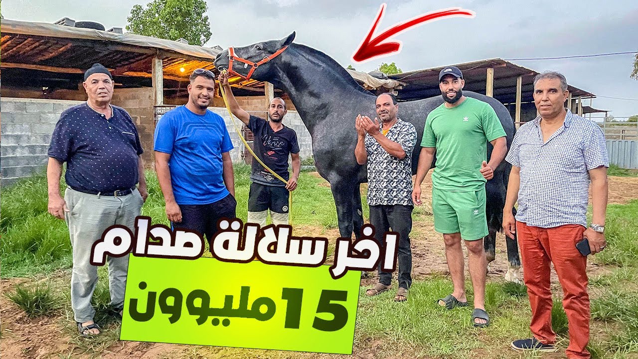 🚨زيارة اسطبل الحاج ميلود و مصطفى لقنيطري 👌باردي من فرنسا عشق جدع ولد الفحل 🐎 صدام تعطات فيه 15 ميلون