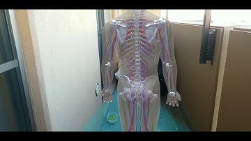 Mixed Reality anatomy education content using Google ARCore and Samsung Galaxy S8