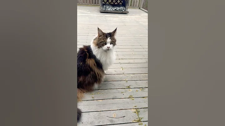 Video 8033811: female mainecoon cat, mainecoon black cat