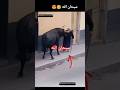 ثور هائج جا قدام امراة كبيرة و ما قدرش ينطحها