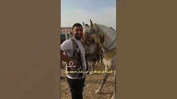 الطبعة 13 عيد الفرس عين ولمان سطيف 2025 08 19 