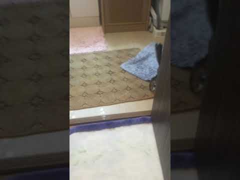 子猫ノブ君 お風呂が気になる