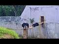Sepahijala Wildlife Sanctuary Zoo Tripura Sepahijala District Rachana Vlogs 