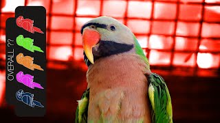 Moustache Parakeet, The Best Pet Parrot?