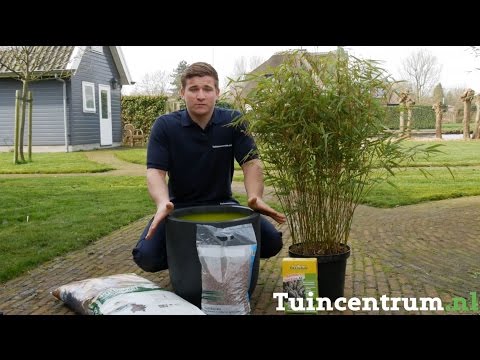 Video: Verschillende soorten bamboe: leer over bamboeplanten voor de tuin