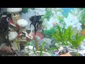 Angel Fish Aggressive Fight Over Mating Spot -  One female died before live stream &amp; one bullied