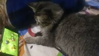 hobi aneh buat seekor kucing...#kucinglucu #jasjuice