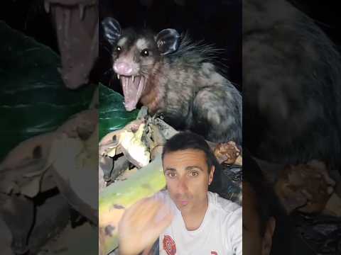Video: ¿Son peligrosas las ratas de campo?