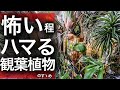 もう無理...抜け出せない植物の沼から...【ビカクシダ・コウモリラン】