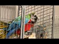 Sneak shots of the birbs