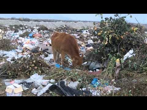 Video: Səki təbaşir sənətini necə qoruyursunuz?