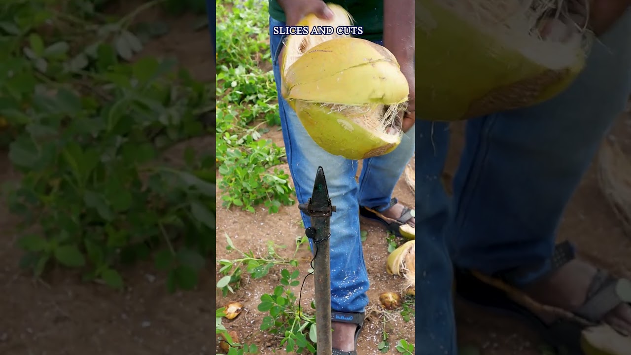 Expert Tips for Perfect Coconut Peeling Every Time! 🥥✅ 