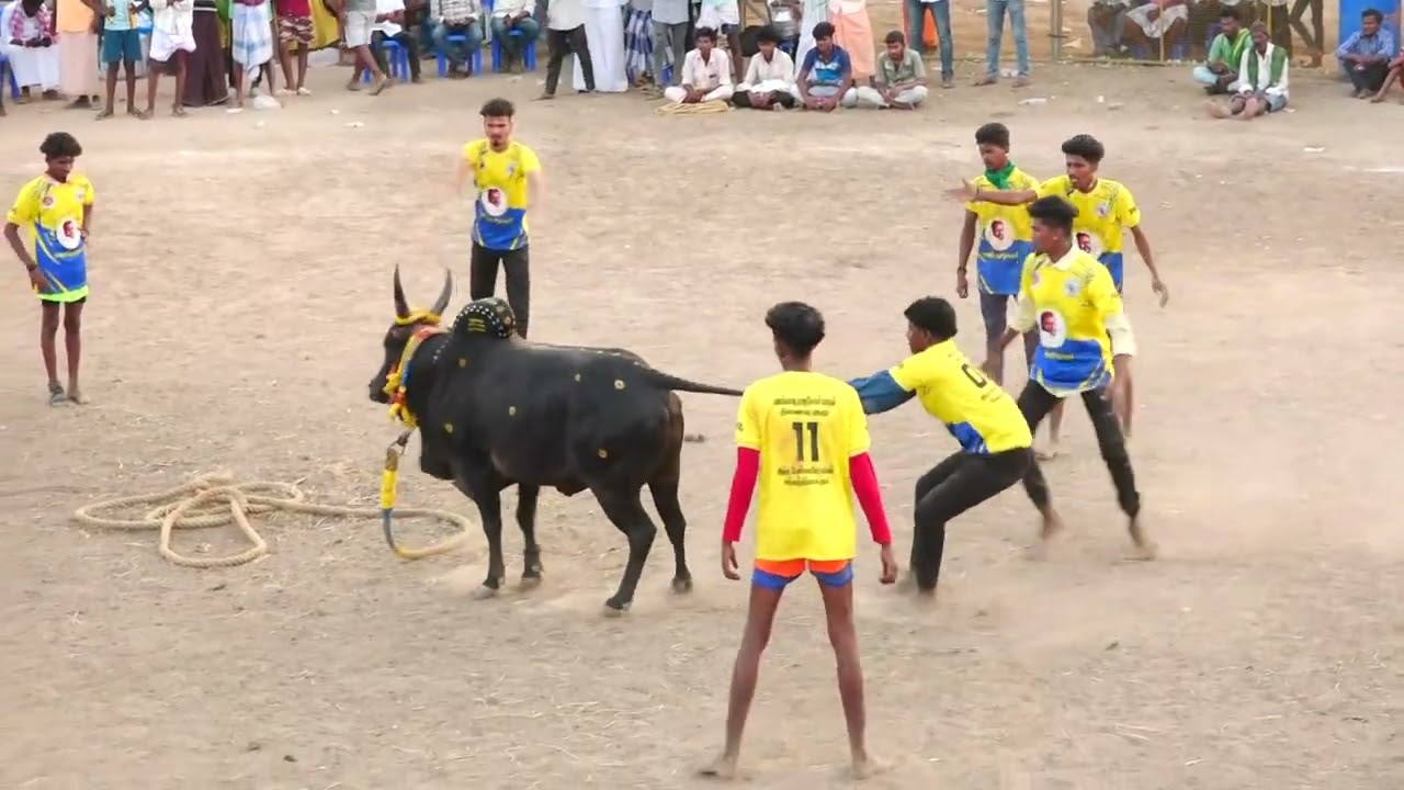 மிரட்டல் ஆட்டம் காளையார்கோவில் ருக்மணி அம்மாள் மூர்த்தி காளை Vs பணங்காடி ராஜசேகரன் நினைவு குழு 