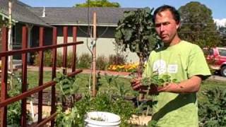 Preparing Square Foot Garden Raised Bed SFG to plant Strawberries