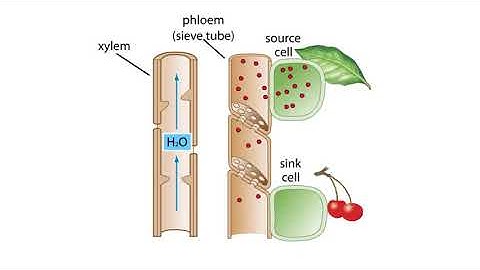 The Pressure Flow Model in a Plant