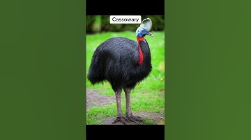 The Scariest Bird Sounds You