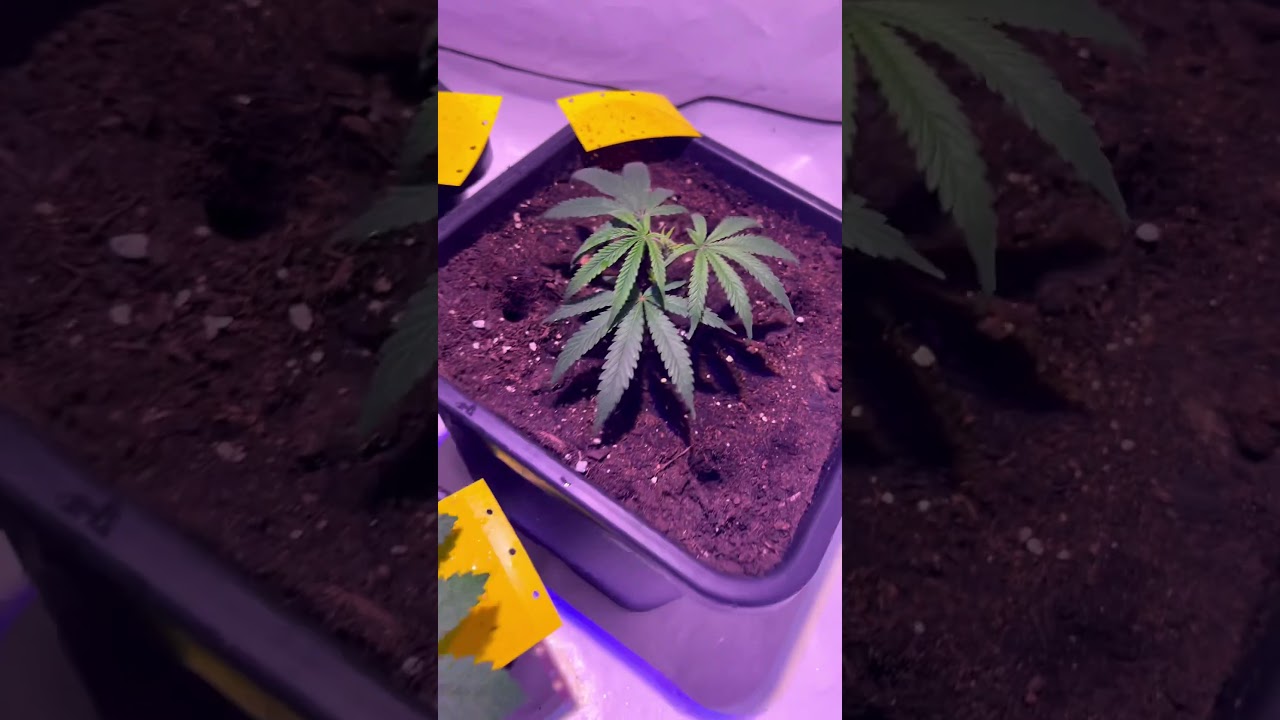 GelatoCake//BlackberryOG 