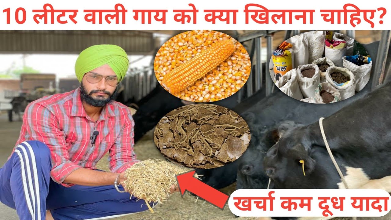 5 से 10 लीटर दूध वाली गाय को क्या खिलाना चाहिए ? Feeding management of cow । veer dairy farm ।