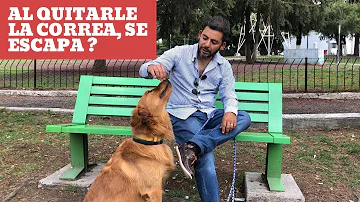 ¿Cómo adiestrar a mi perro para que no se escape de la correa?