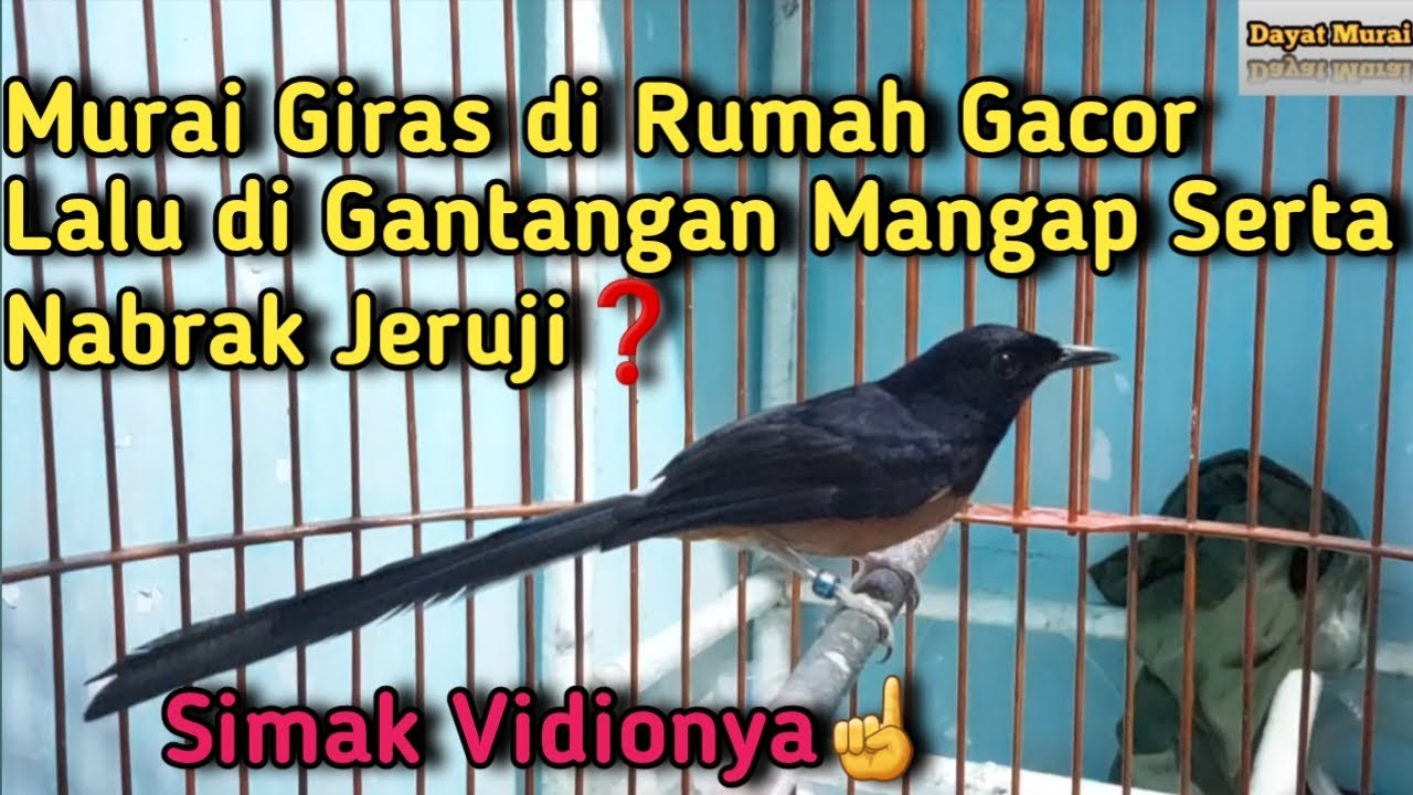 Murai Giras di Rumah Gacor di Gantangan Mangap Serta Nabrak Jeruji ❓️Simak Perawatanya❗️
