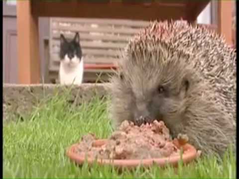 Overweight Hedgehog - Parry Gripp