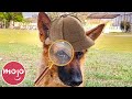 Top 10 Times Dogs Solved Crimes
