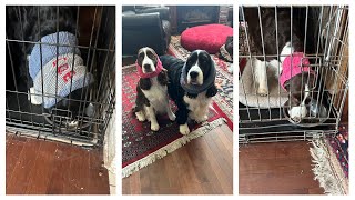 My Dogs Breakfast Routine| Ember and Cole The English Springer Spaniels