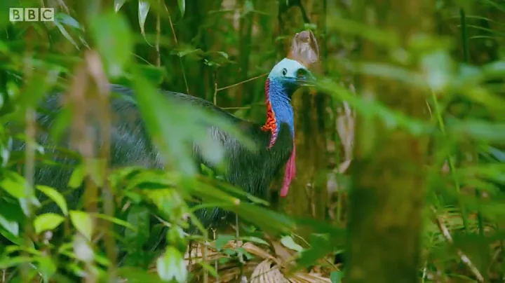 Filming The World's Deadliest Bird | Wild Stories | BBC Earth