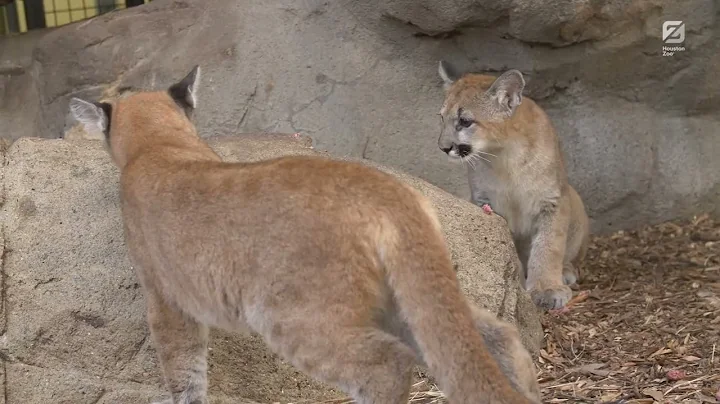 Cougar Cubs Make Their Public Debut