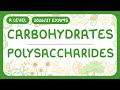 Understanding Polysaccharides