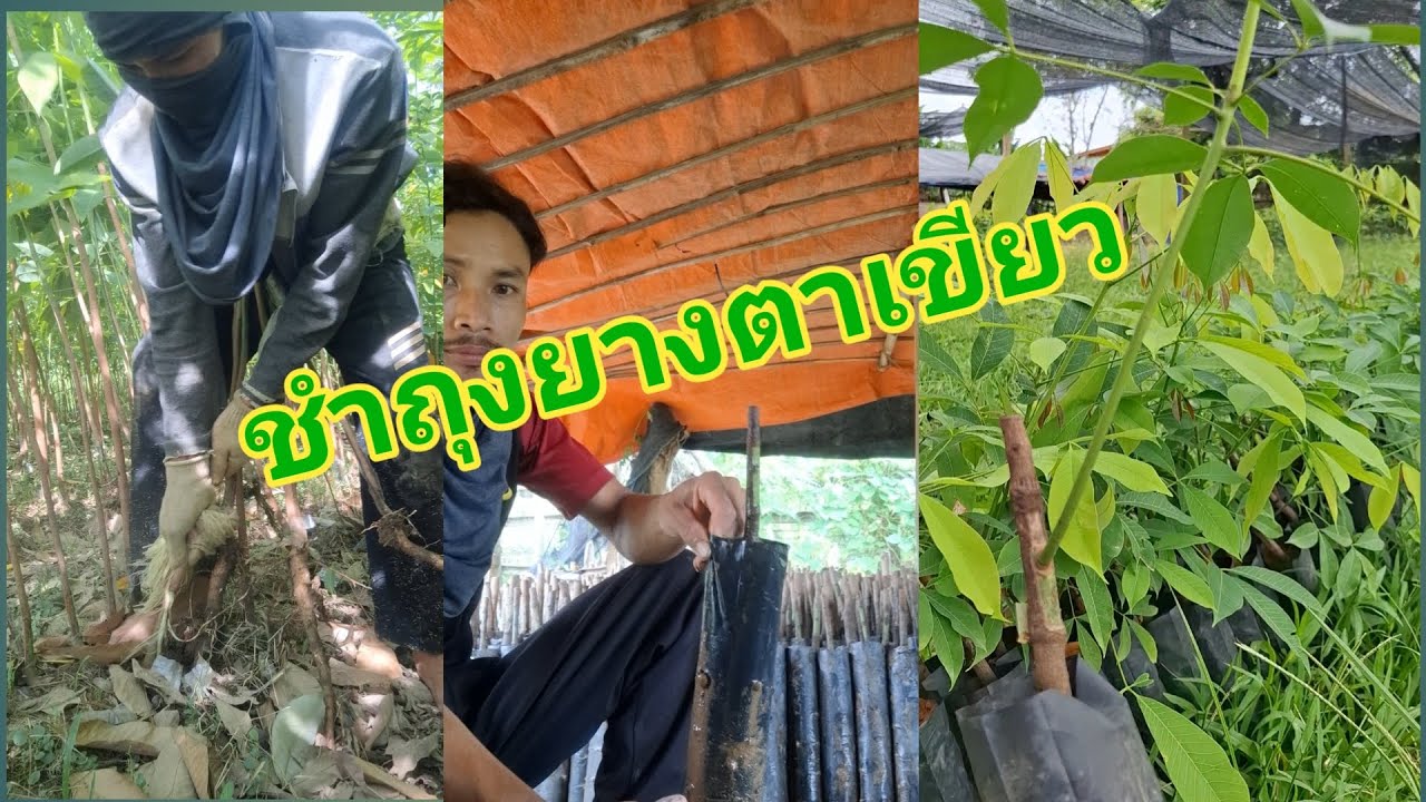 ถอนยางมาชำถุงทำเบี้ยยางพารา